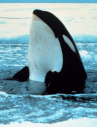 Bildbeschreibung und Urheberrecht