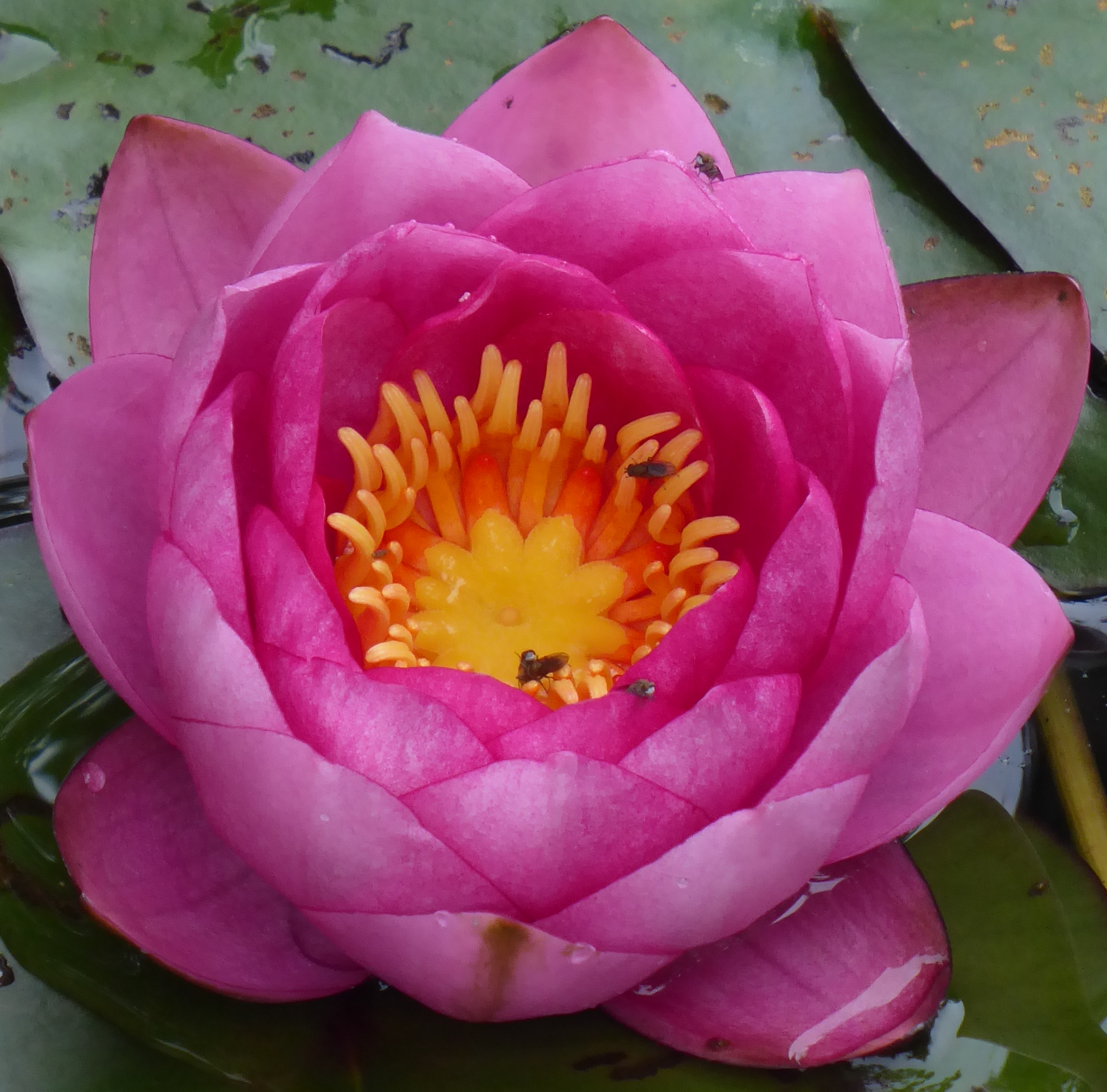 Bildbeschreibung und Urheberrecht