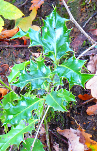 Bildbeschreibung und Urheberrecht