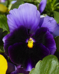 Bildbeschreibung und Urheberrecht