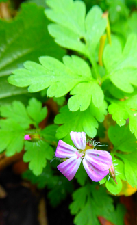 Bildbeschreibung und Urheberrecht