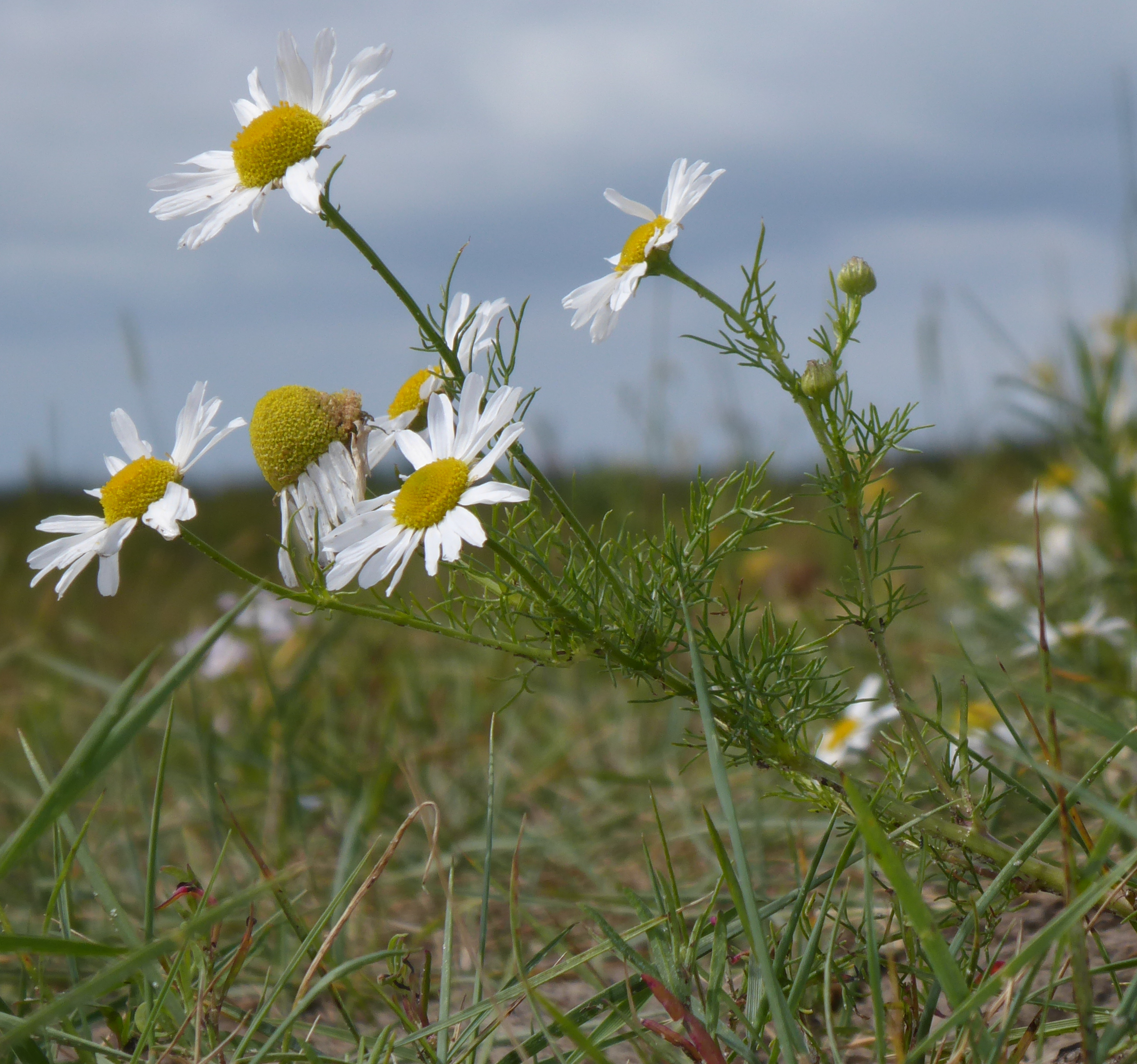 Bildbeschreibung und Urheberrecht