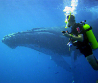 Bildbeschreibung und Urheberrecht