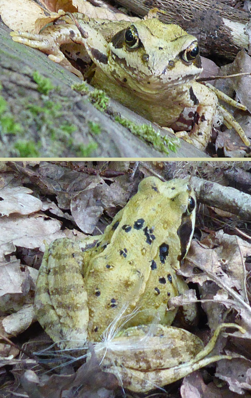 Bildbeschreibung und Urheberrecht