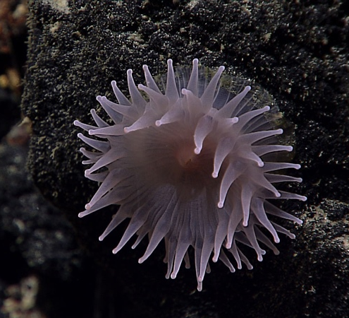 Bildbeschreibung und Urheberrecht