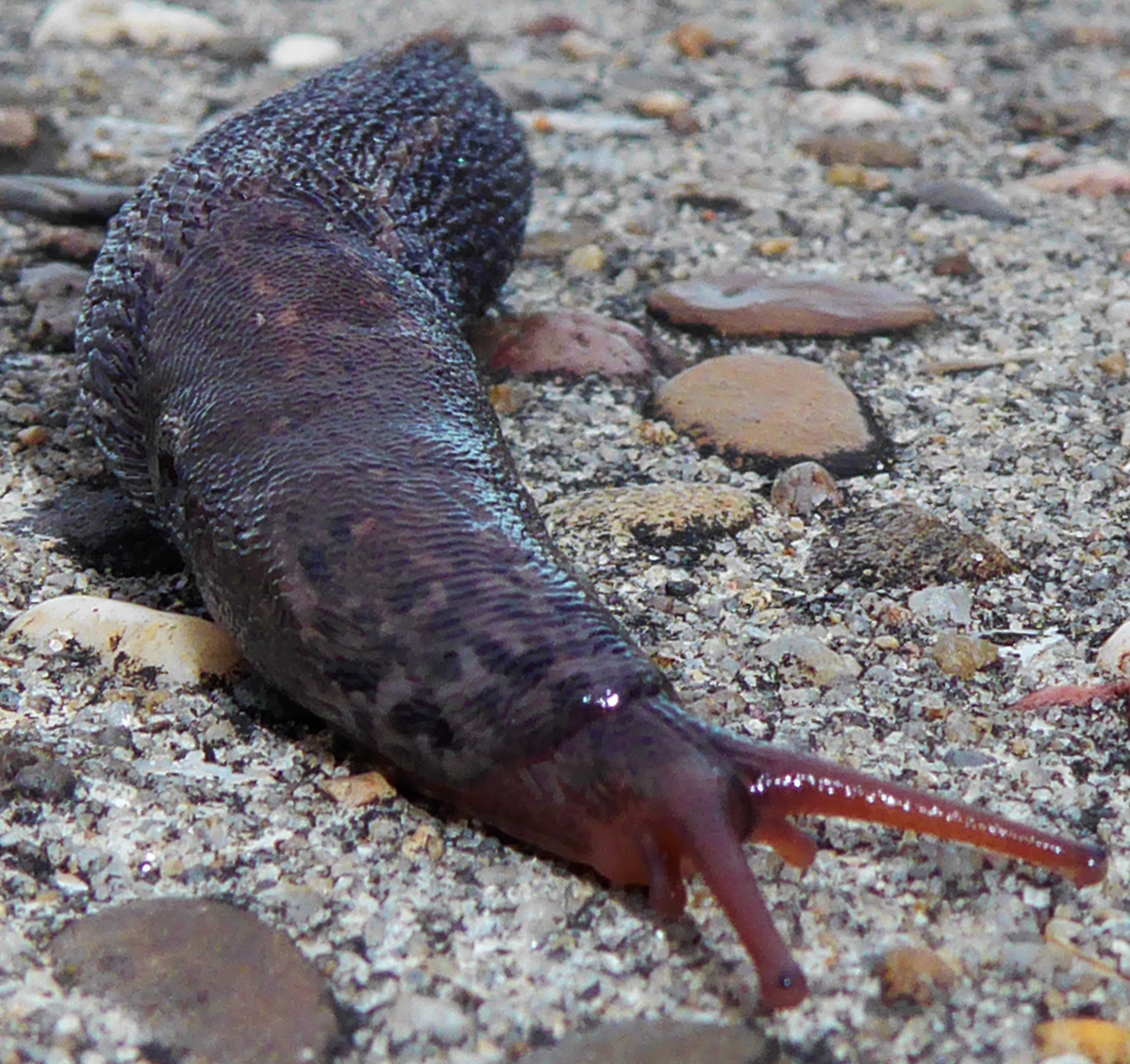 Bildbeschreibung und Urheberrecht