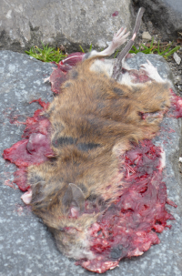 Bildbeschreibung und Urheberrecht