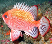 Bildbeschreibung und Urheberrecht