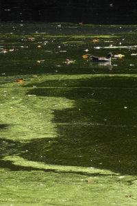 Bildbeschreibung und Urheberrecht