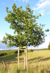 Bildbeschreibung und Urheberrecht