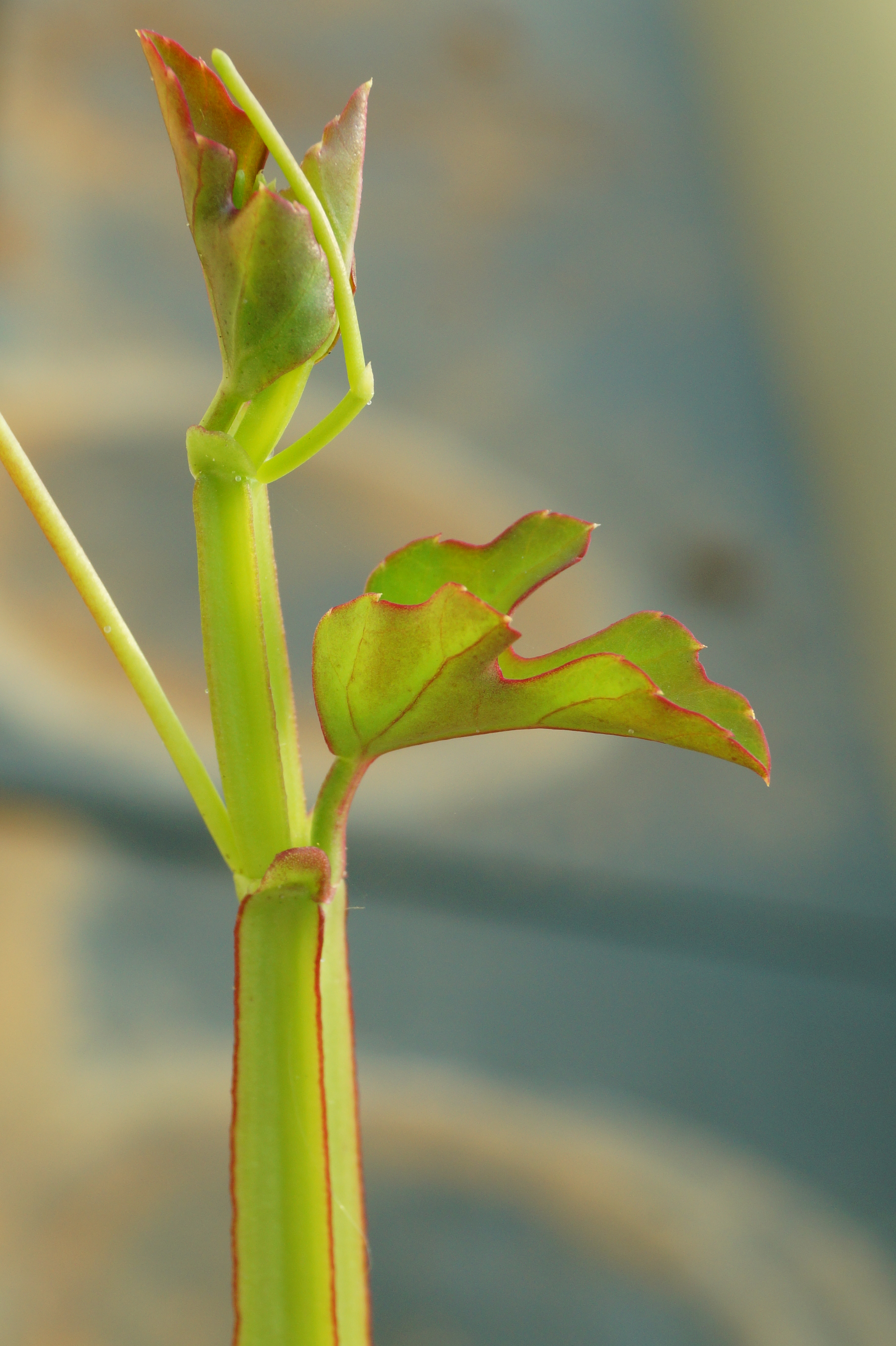 Bildbeschreibung und Urheberrecht
