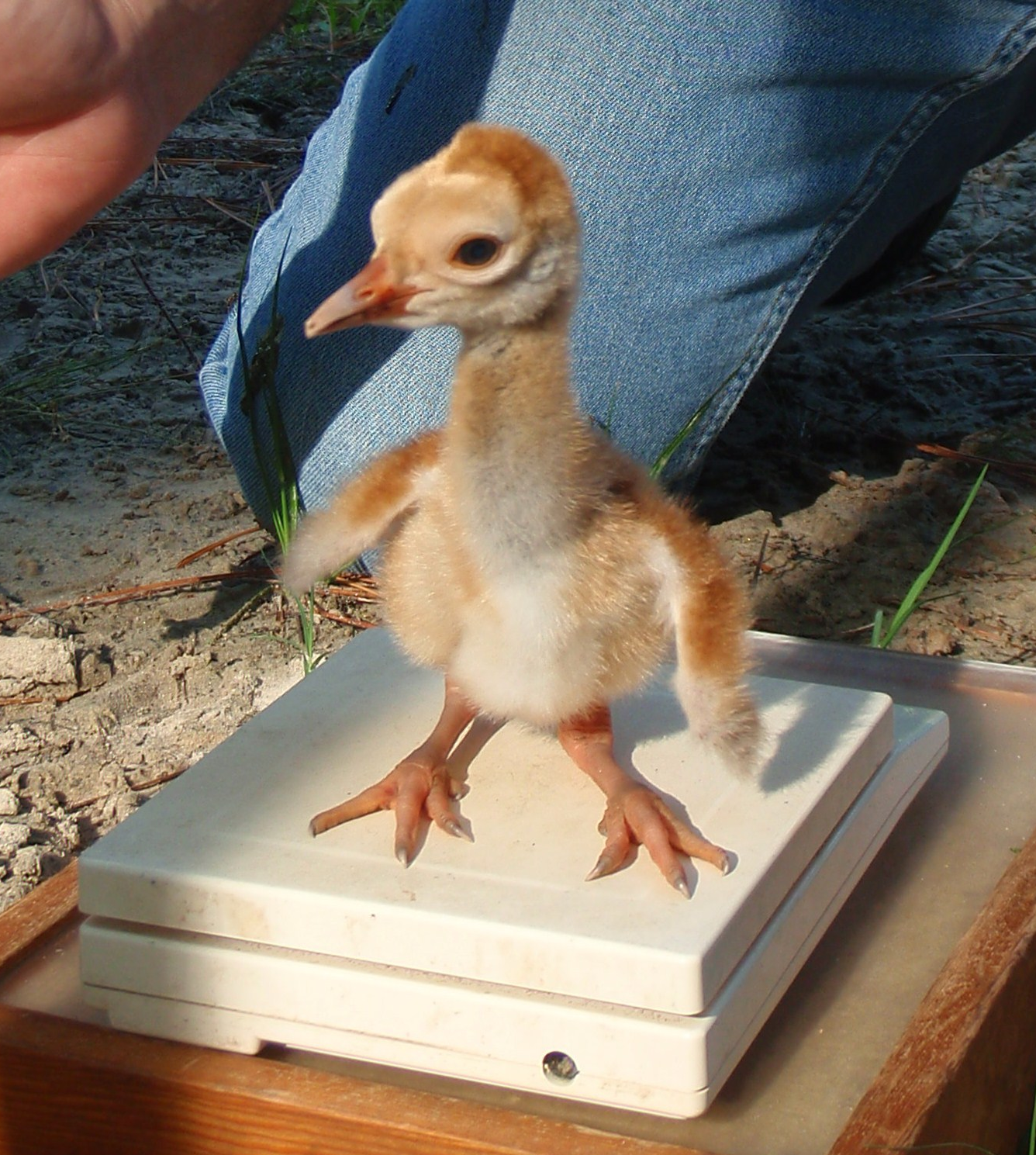 Bildbeschreibung und Urheberrecht