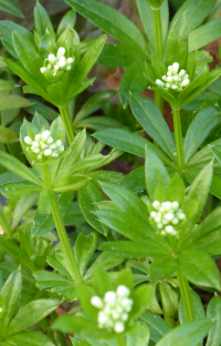 Bildbeschreibung und Urheberrecht