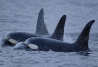 Bildbeschreibung und Urheberrecht