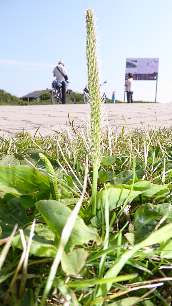 Bildbeschreibung und Urheberrecht
