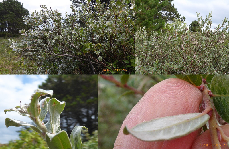 Bildbeschreibung und Urheberrecht