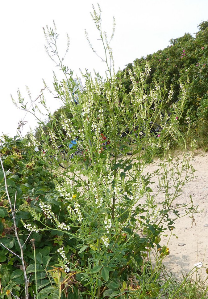 Bildbeschreibung und Urheberrecht