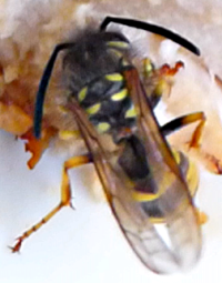 Bildbeschreibung und Urheberrecht