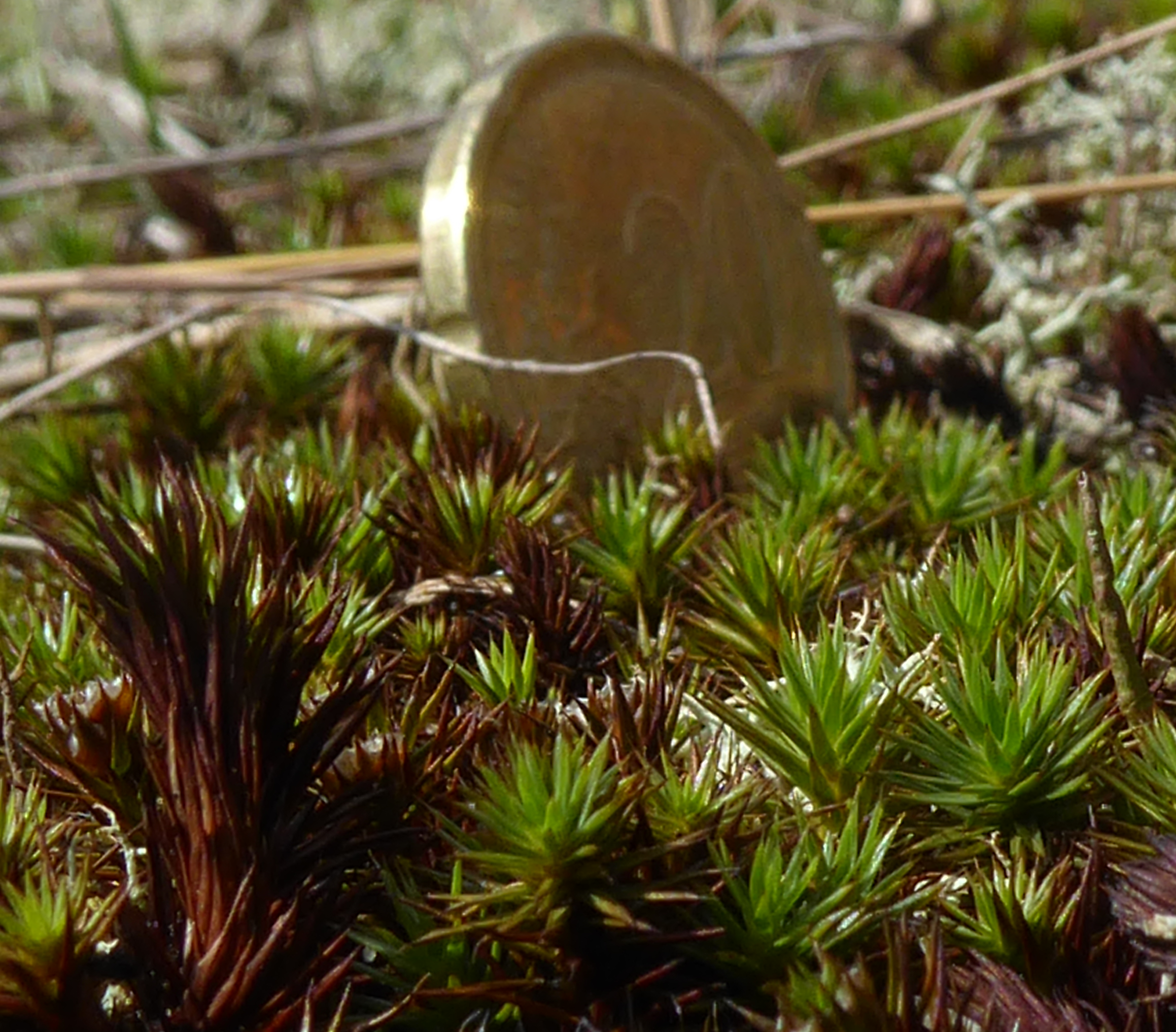 Bildbeschreibung und Urheberrecht