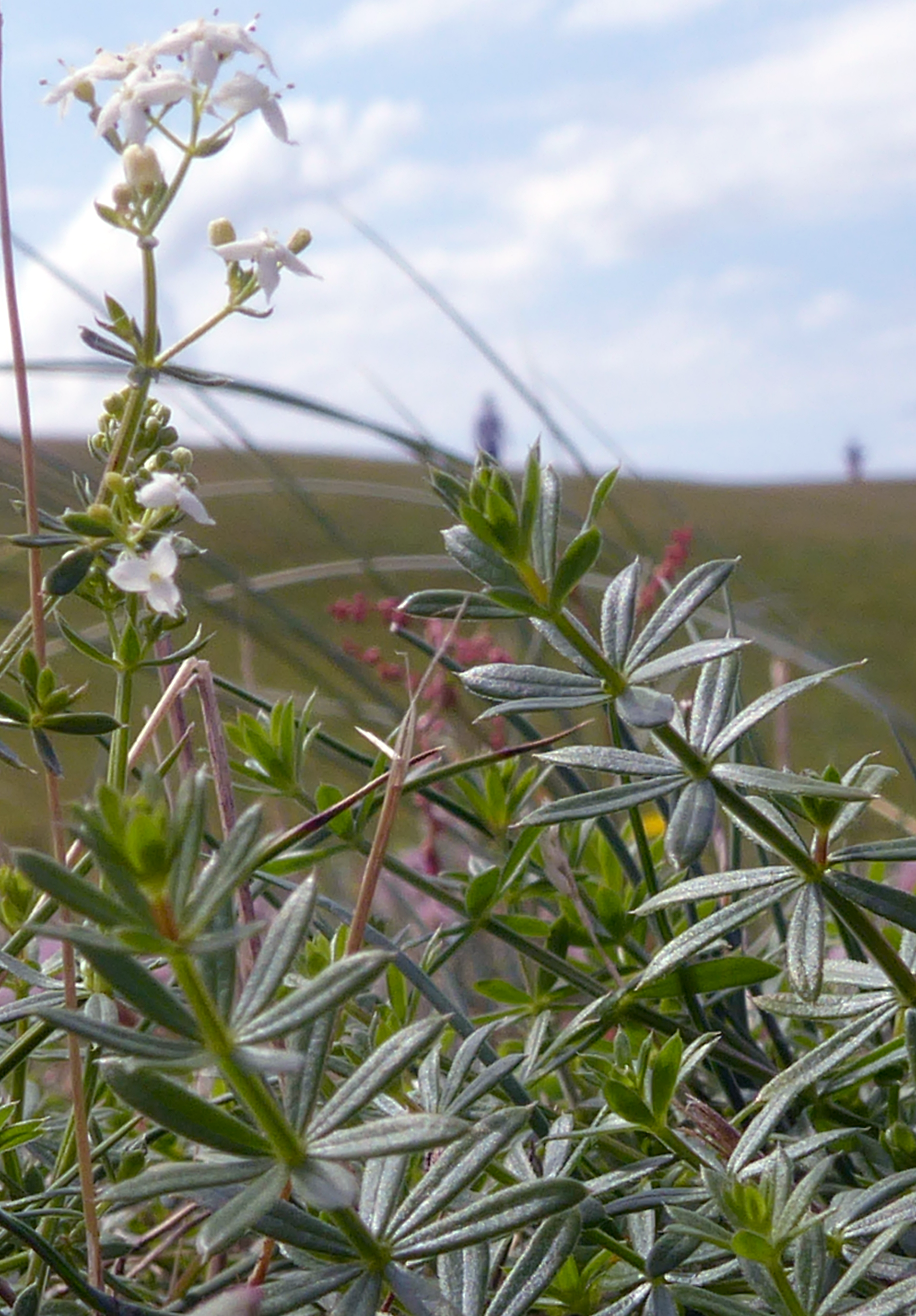 Bildbeschreibung und Urheberrecht