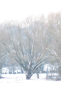 Bildbeschreibung und Urheberrecht