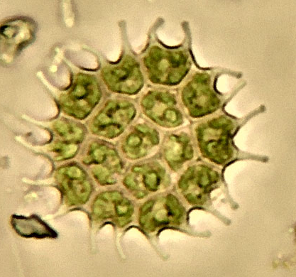 Bildbeschreibung und Urheberrecht