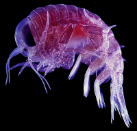 Bildbeschreibung und Urheberrecht